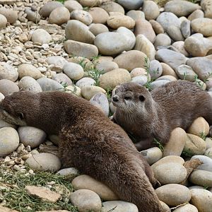 Asian small-clawed otters