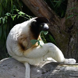 Crowned sifaka
