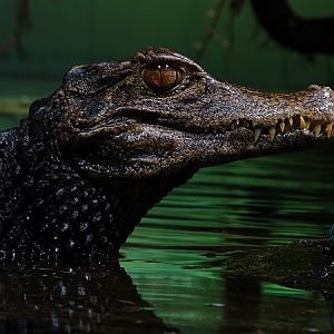 Cuvier's dwarf caiman (Paleosuchus palpebrosus) (07/22)