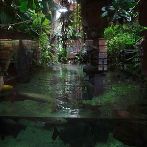 Enclosure for arapaima, oscar, ocellate river stingray etc (07/22)