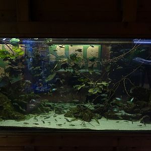 Tank for butterfly splitfins (07/22)