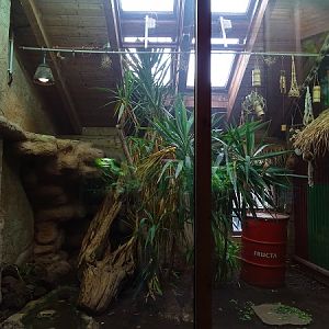 Enclosure for Cuban iguana and giant ameiva (07/22)