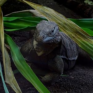 Cuban iguana (Cyclura nubila nubila) (07/22)