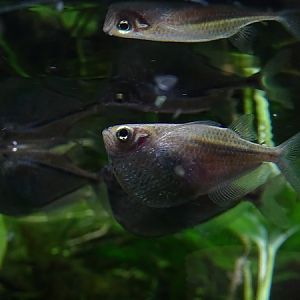 River hatchetfish (Gasteropelecus sternicla) (07/22)