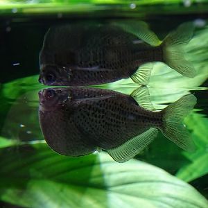 Spotted hatchetfish (Gasteropelecus maculatus) (07/22)