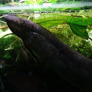 South American lungfish (Lepidosiren paradoxa) (07/22)
