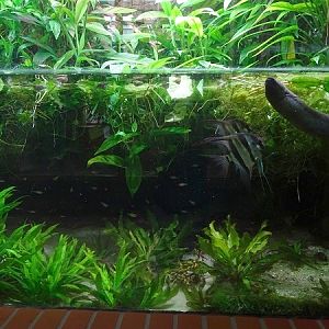 South-American tank (species in description) (07/22)