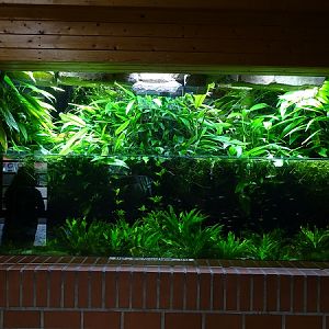 South-American tank (species in description) (07/22)