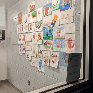 Red Panda cub "Ravi" fan art