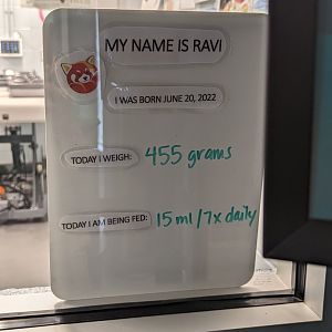 Red Panda cub "Ravi" info board