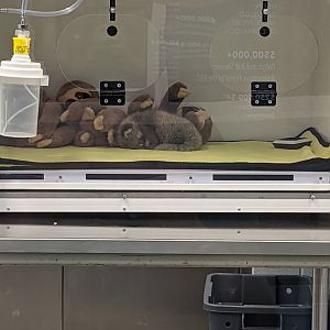 Red Panda cub "Ravi"!!!