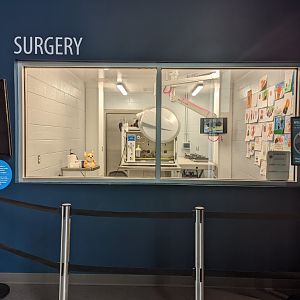 Current holding space for Red Panda Cub "Ravi"