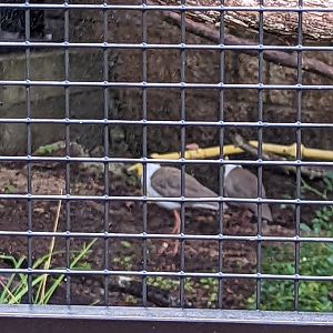 New!! Masked Lapwings at the Greensboro Science Center
