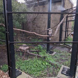 Kookaburra and Lapwings at the Greensboro Science Center