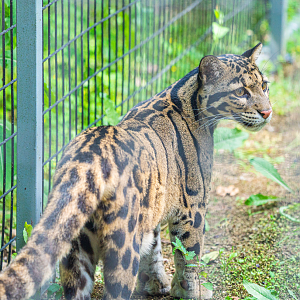 Clouded Leopard