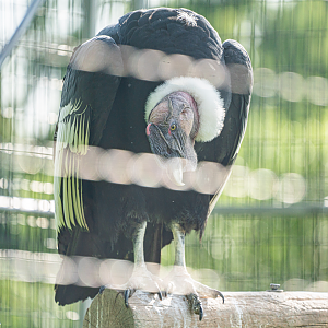 Tucker the male Andean Condor