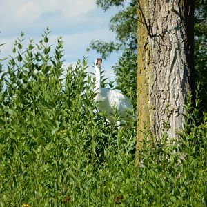 7/12/2022 - Sentry Duty, Whooping Crane Style