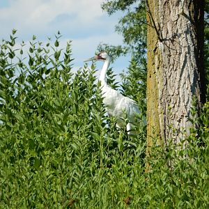 7/12/2022 - Endangered and Elegant