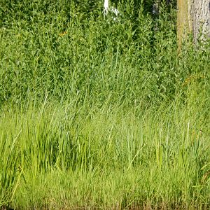 7/12/2022 - Whooping By the Water