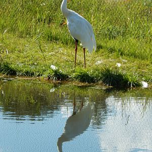 7/12/2022 - Siberian Reflection