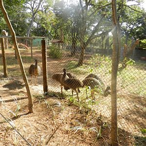 Emus in their new exhibit - Belo Horizonte zoo