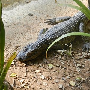 Smooth-fronted caiman - Belo Horizonte zoo