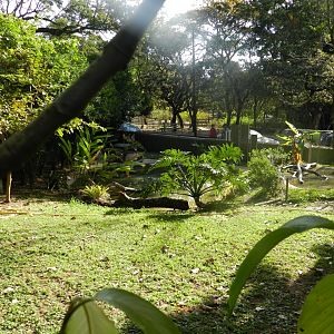 Smooth-fronted caiman exhibit - Belo Horizonte zoo