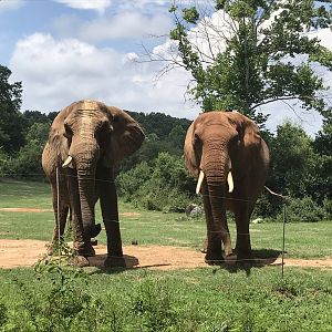 Behind the Scenes: African Elephants "Batir" and "Tonga"