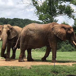 Behind the Scenes: African Elephants "Batir" and "Tonga"