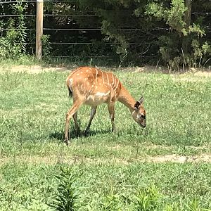 North Carolina Zoo: Sitatunga