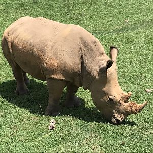 Southern White Rhinoceros "Mguu"