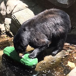 North Carolina Zoo: American Black Bear