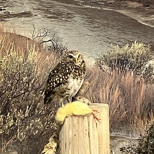 Burrowing Owl