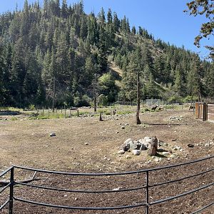 Elk Exhibit (8 females)