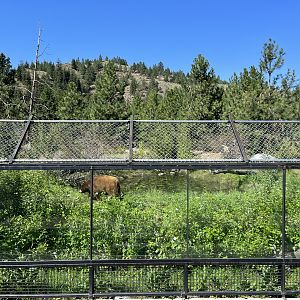 2.7 Acre Black/Kermode Bear Exhibit