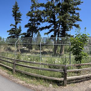 2.7 Acre Black/Kermode Bear Exhibit