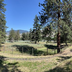 Przewalski’s Horse Exhibit