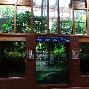 Amazon themed tanks (07/22)