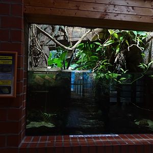 Tank for many-banded headstander, silver dollar and common severum (07/22)