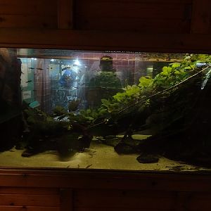 Tank for Gill's molly (07/22)