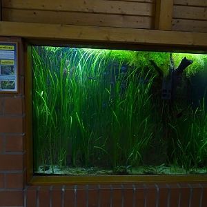 Tank for dwarf rainbowfish and silver flying fox (07/22)