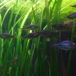 Dwarf rainbowfish (Melanotaenia praecox) (07/22)