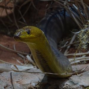 Woma (Aspidites ramsayi) (07/22)