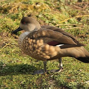 Patagonian Crested Duck