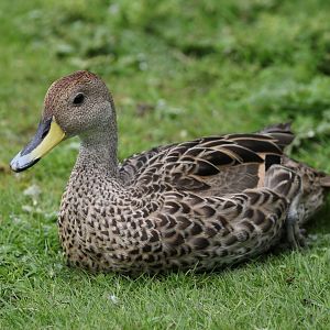South Georgian Pintail