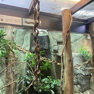 Reptile House - Emerald tree monitor exhibit 190622