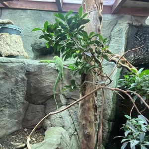 Reptile House - Emerald tree monitor exhibit 190622