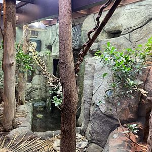 Reptile House - Emerald tree monitor exhibit 190622