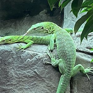 Reptile House - Emerald tree monitors 190622