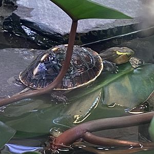 Reptile House - Yellow-margined box turtle 190622
